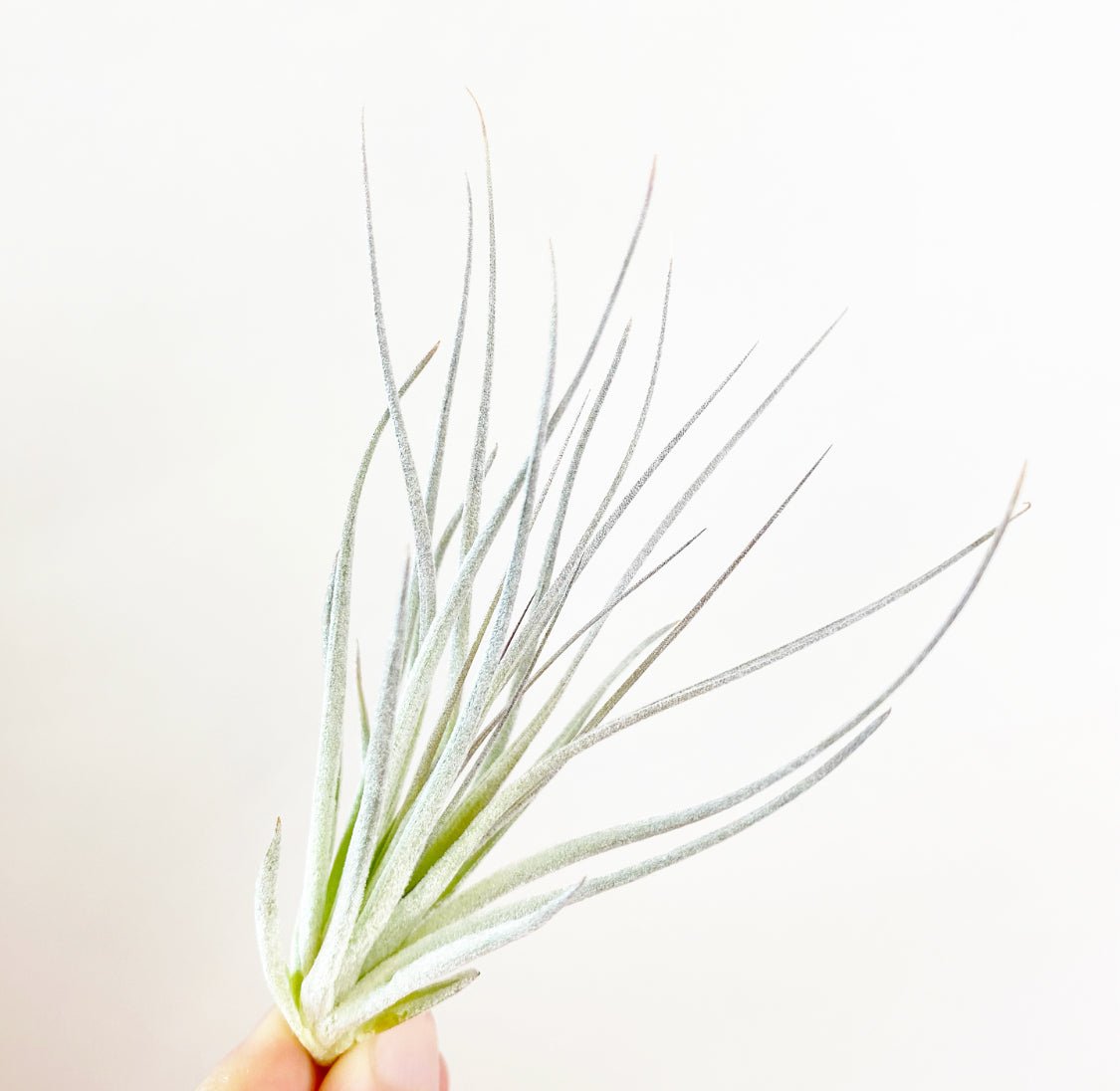 Tillandsia 'Houston Pink' - The Plant Lady SF