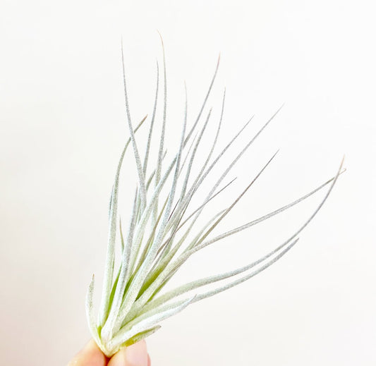 Tillandsia 'Houston Pink' - The Plant Lady SF