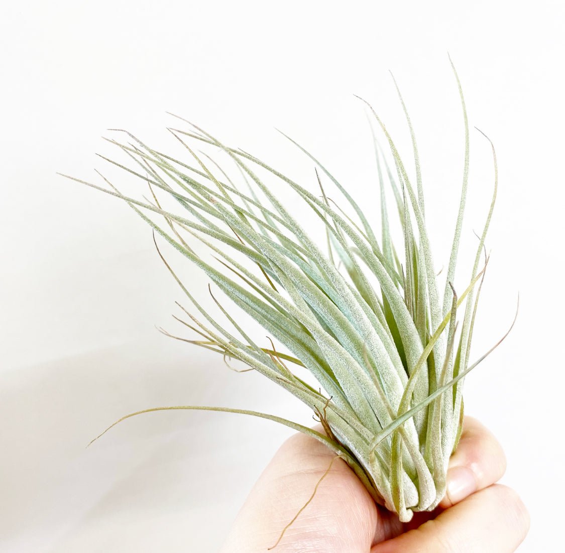 Tillandsia 'Houston Pink' - The Plant Lady SF