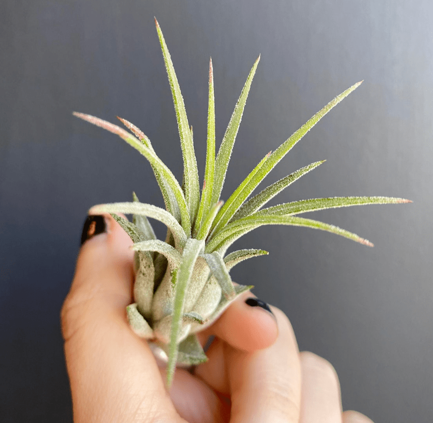 Tillandsia ionantha 'Rubra' - The Plant Lady SF