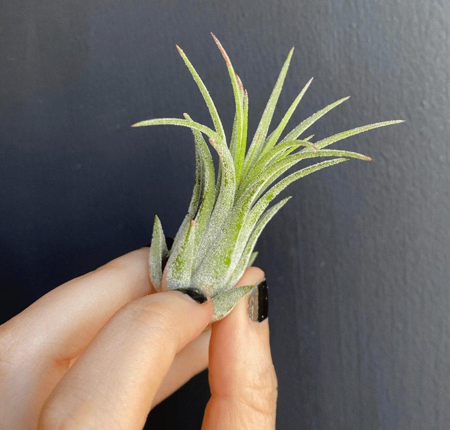 Tillandsia ionantha 'Rubra' - The Plant Lady SF