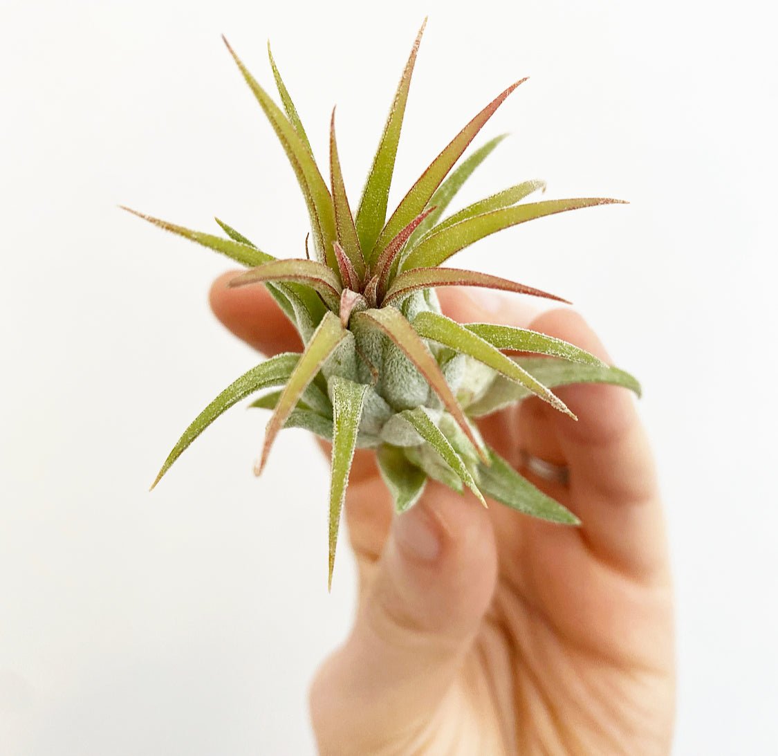 Tillandsia ionantha 'Rubra' - The Plant Lady SF