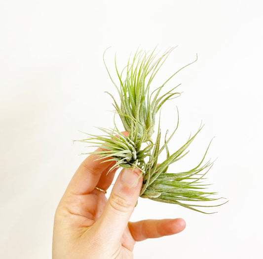 Tillandsia ionantha 'Scaposa' - The Plant Lady SF