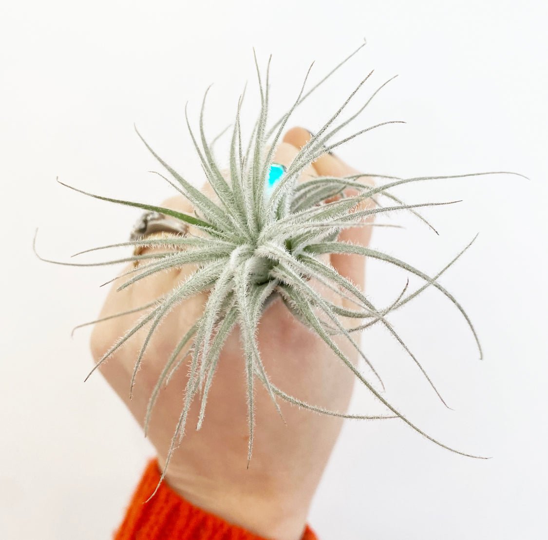 Tillandsia tectorum - The Plant Lady SF