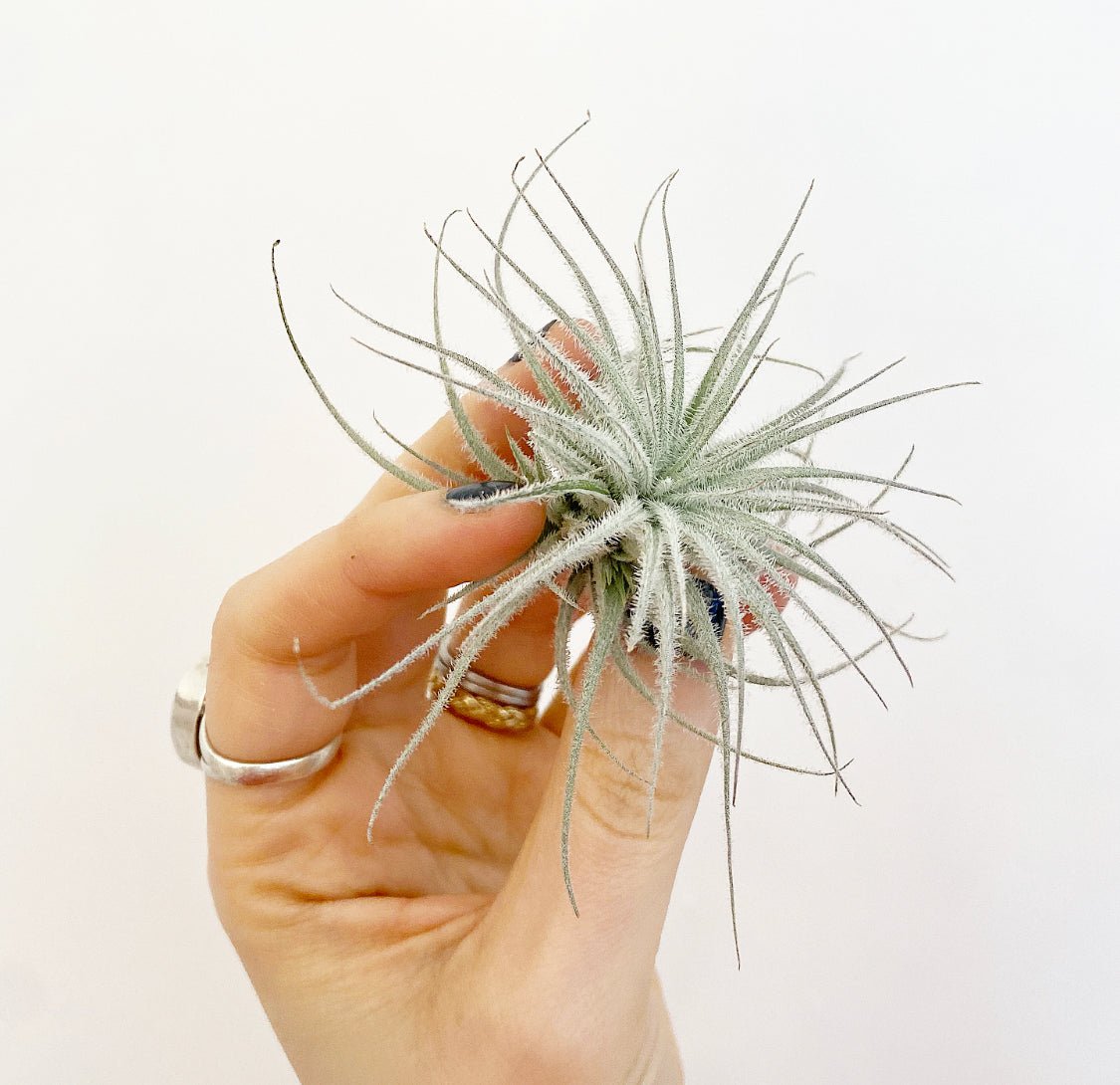 Tillandsia tectorum - The Plant Lady SF