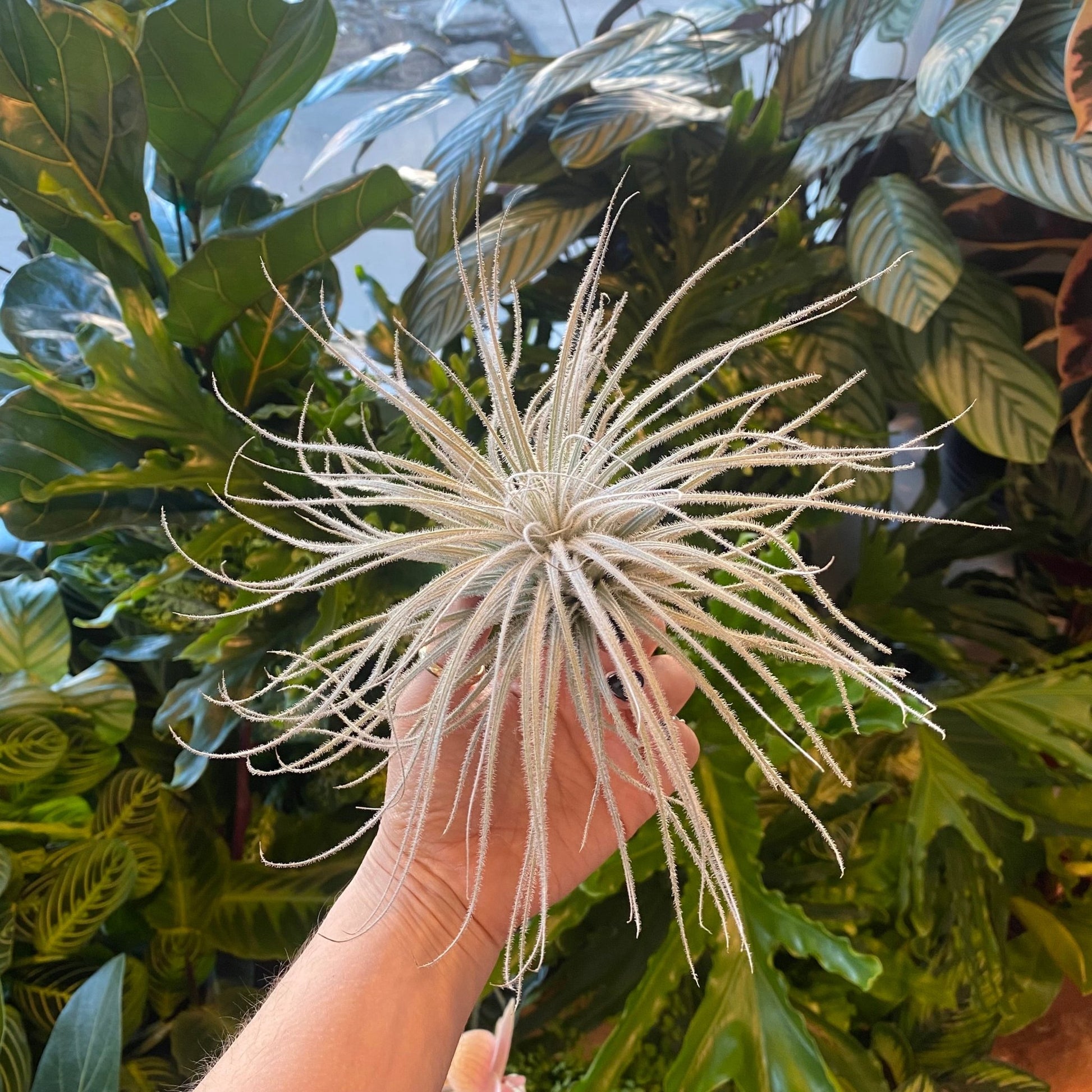Tillandsia tectorum - The Plant Lady SF