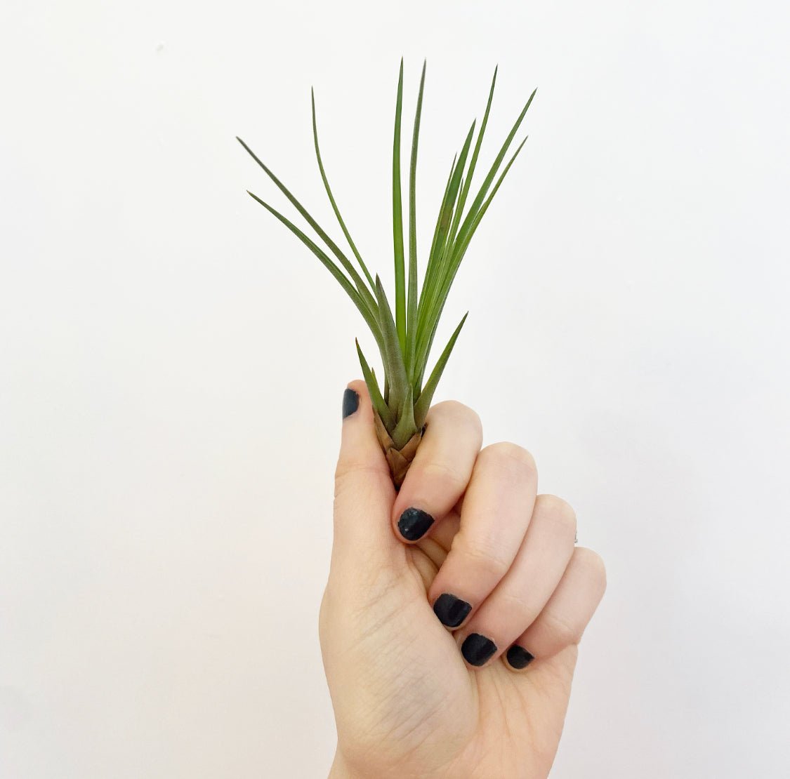 Tillandsia tricolor - The Plant Lady SF
