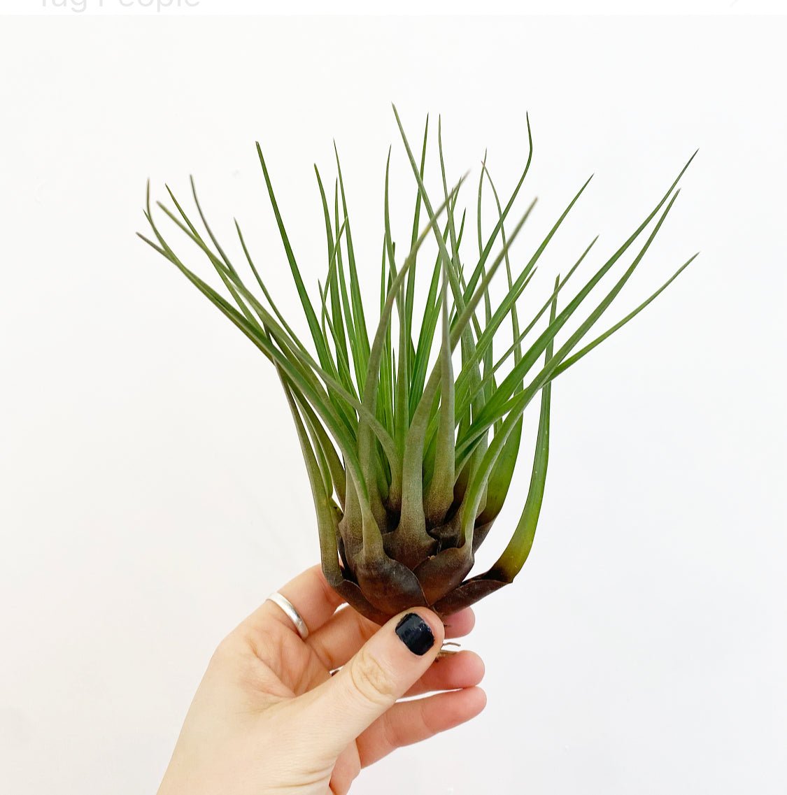 Tillandsia tricolor - The Plant Lady SF