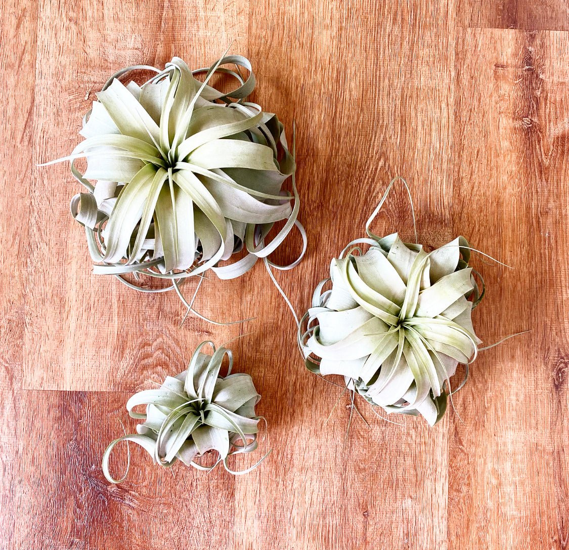 Tillandsia xerographica - The Plant Lady SF