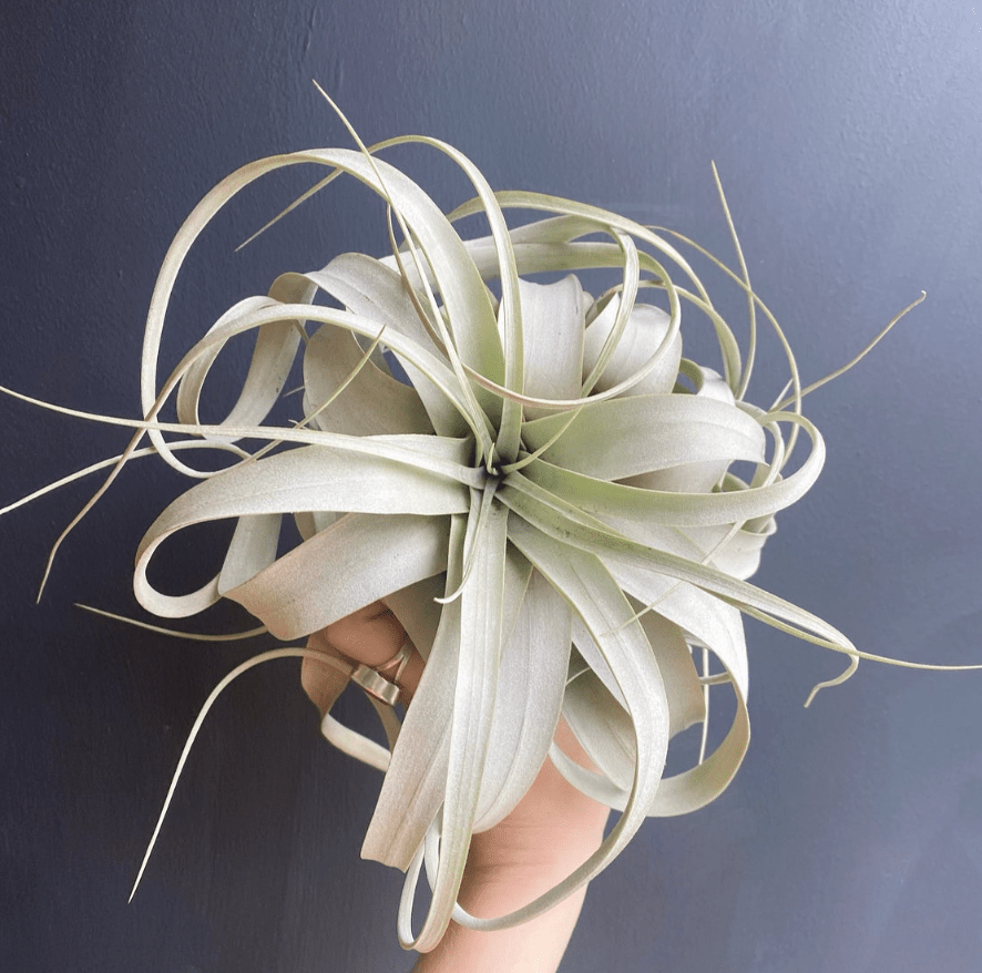 Tillandsia xerographica - The Plant Lady SF