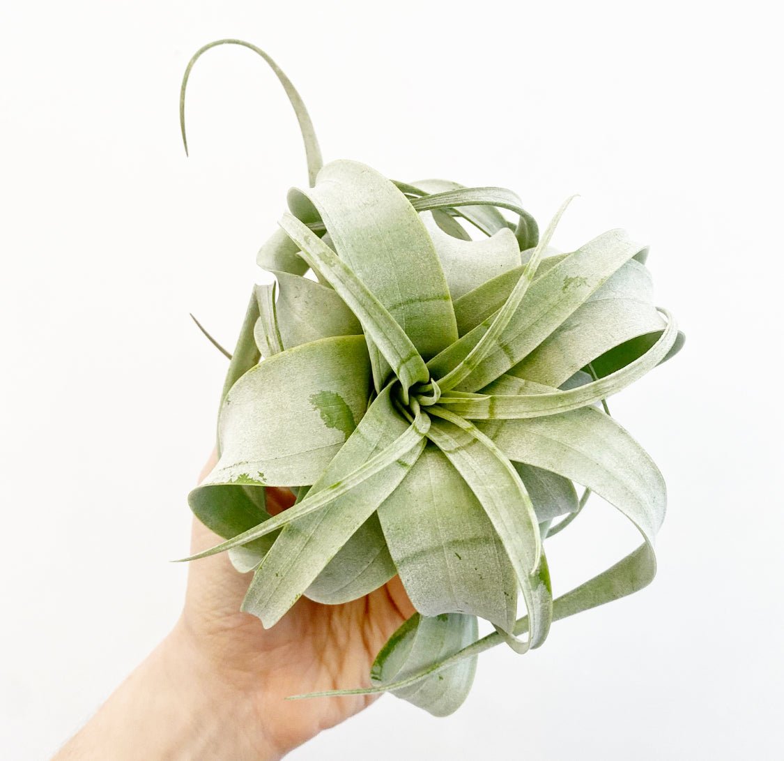 Tillandsia xerographica - The Plant Lady SF