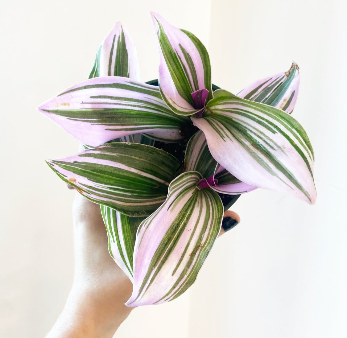 Tradescantia albiflora 'Nanouk' - The Plant Lady SF