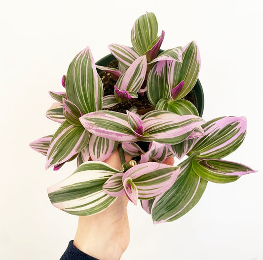 Tradescantia albiflora 'Nanouk' - The Plant Lady SF