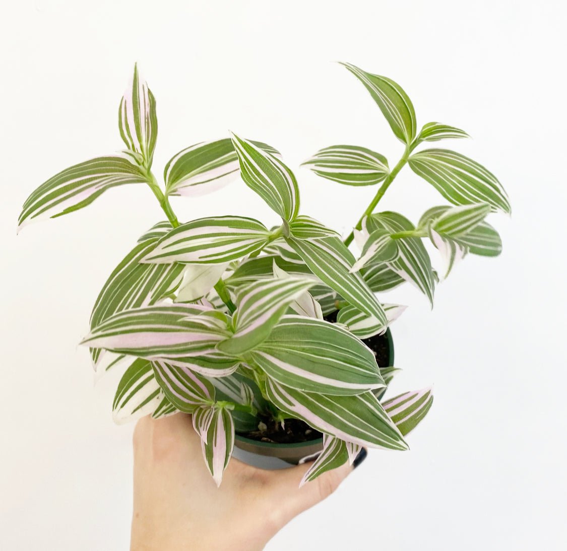 Tradescantia ‘Lavender’ - The Plant Lady SF