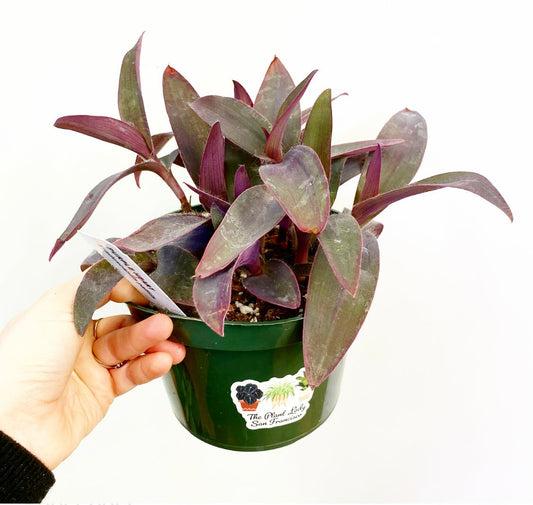 Tradescantia pallida 'Purple Heart' - The Plant Lady SF