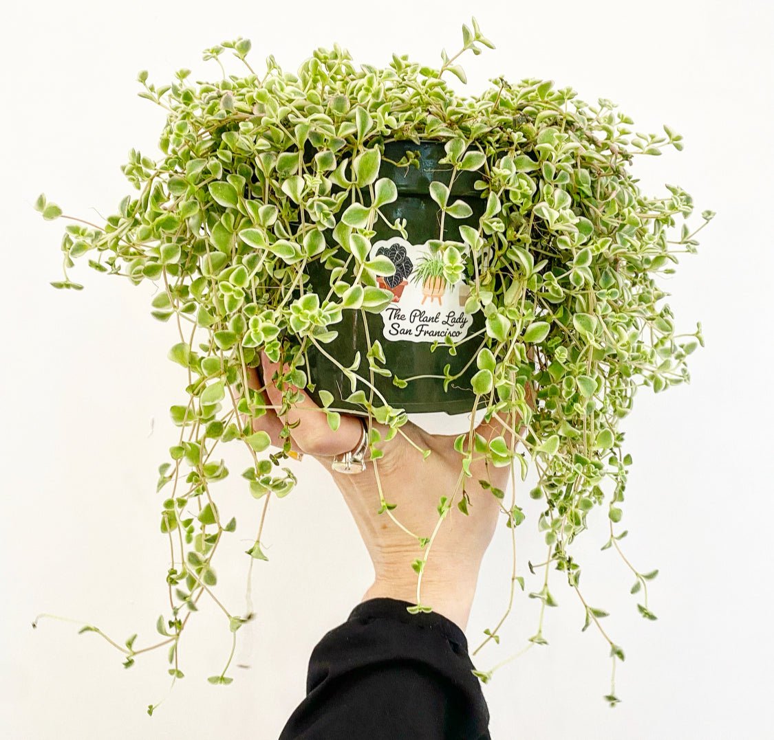 Tradescantia 'Pink Panther' - The Plant Lady SF