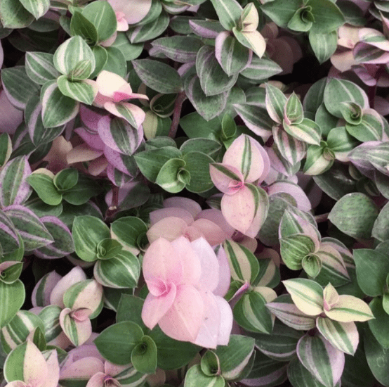 Tradescantia 'Pink Panther' - The Plant Lady SF