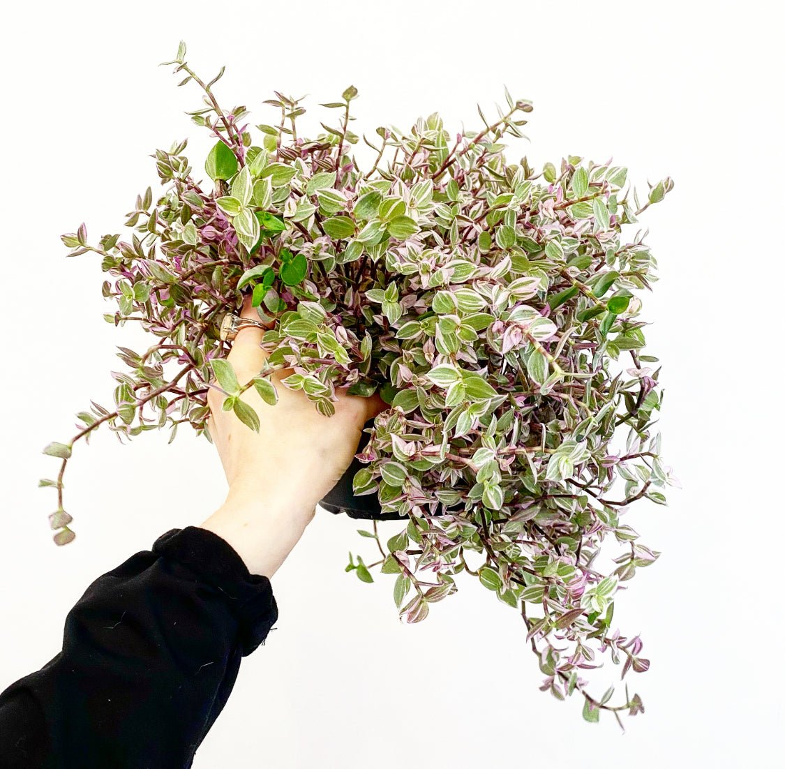 Tradescantia 'Pink Panther' - The Plant Lady SF