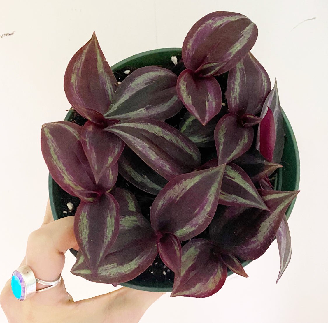 Tradescantia 'Purple' - The Plant Lady SF