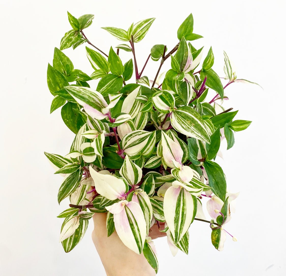 Tradescantia ‘Rainbow’ AKA 'Tricolor' - The Plant Lady SF