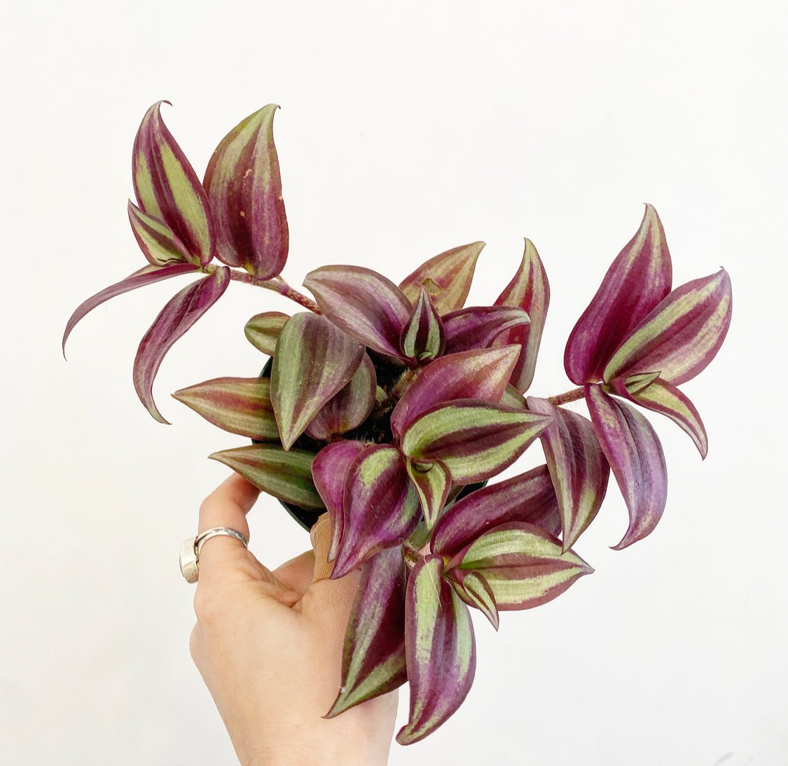 Tradescantia zebrina - The Plant Lady SF