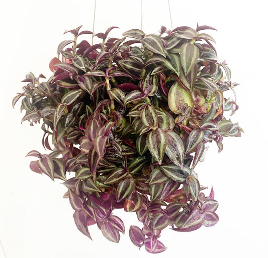 Tradescantia zebrina - The Plant Lady SF