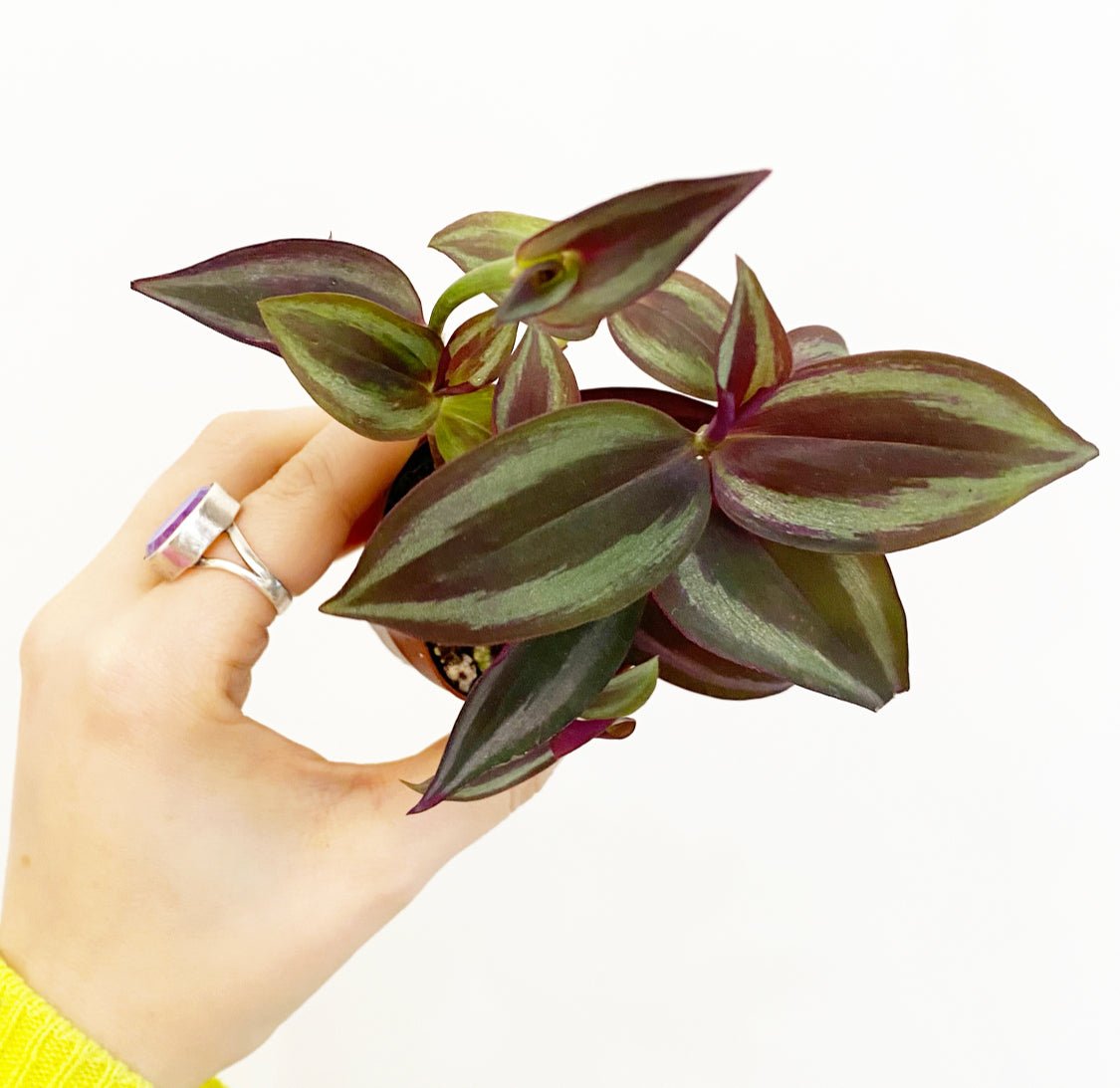 Tradescantia zebrina - The Plant Lady SF