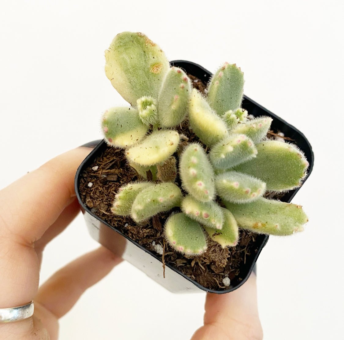 Variegated Bear Paw Succulent - The Plant Lady SF
