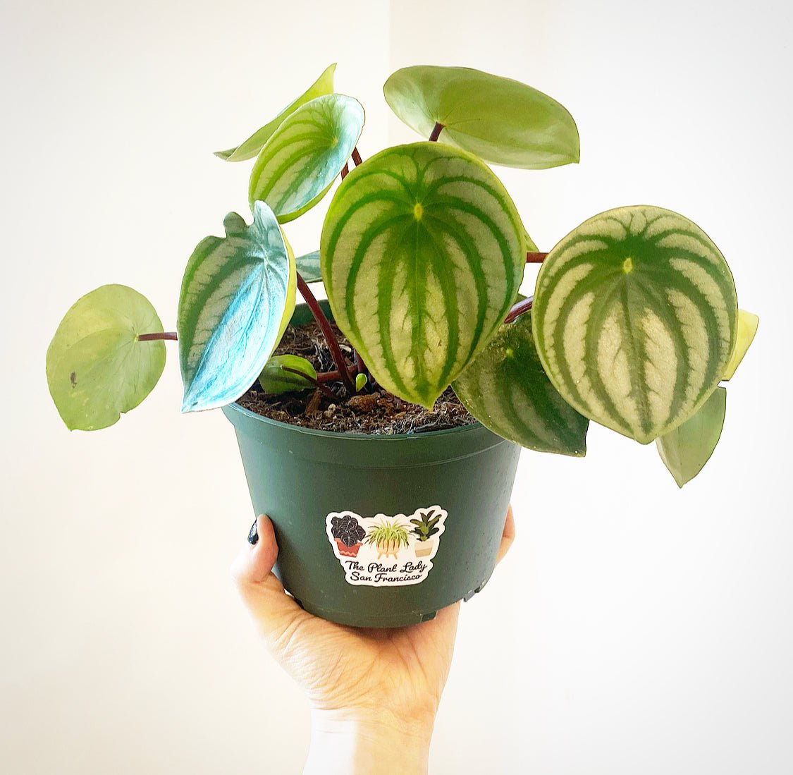 Watermelon Peperomia - The Plant Lady SF