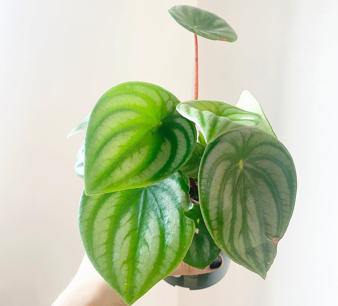 watermelon plant succulent Peperomia argyreia 'Watermelon' AKA Watermelon Peperomia – The Plant Lady SF