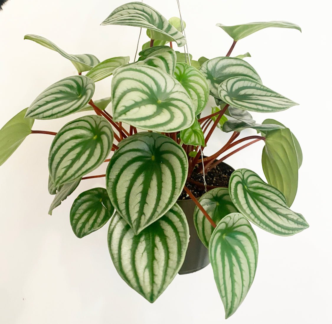 Watermelon Peperomia - The Plant Lady SF