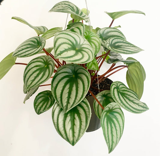 Watermelon Peperomia - The Plant Lady SF
