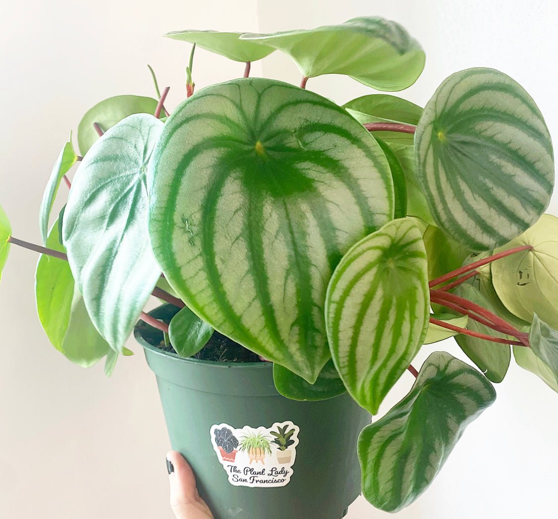 watermelon plant succulent Peperomia argyreia 'Watermelon' AKA Watermelon Peperomia – The Plant Lady SF
