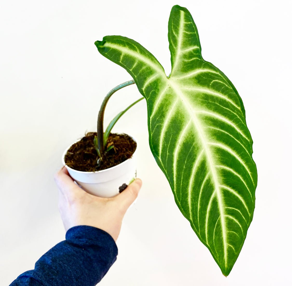 Xanthosoma lindenii ‘Magnificum’ (Caladium Lindenii) - The Plant Lady SF