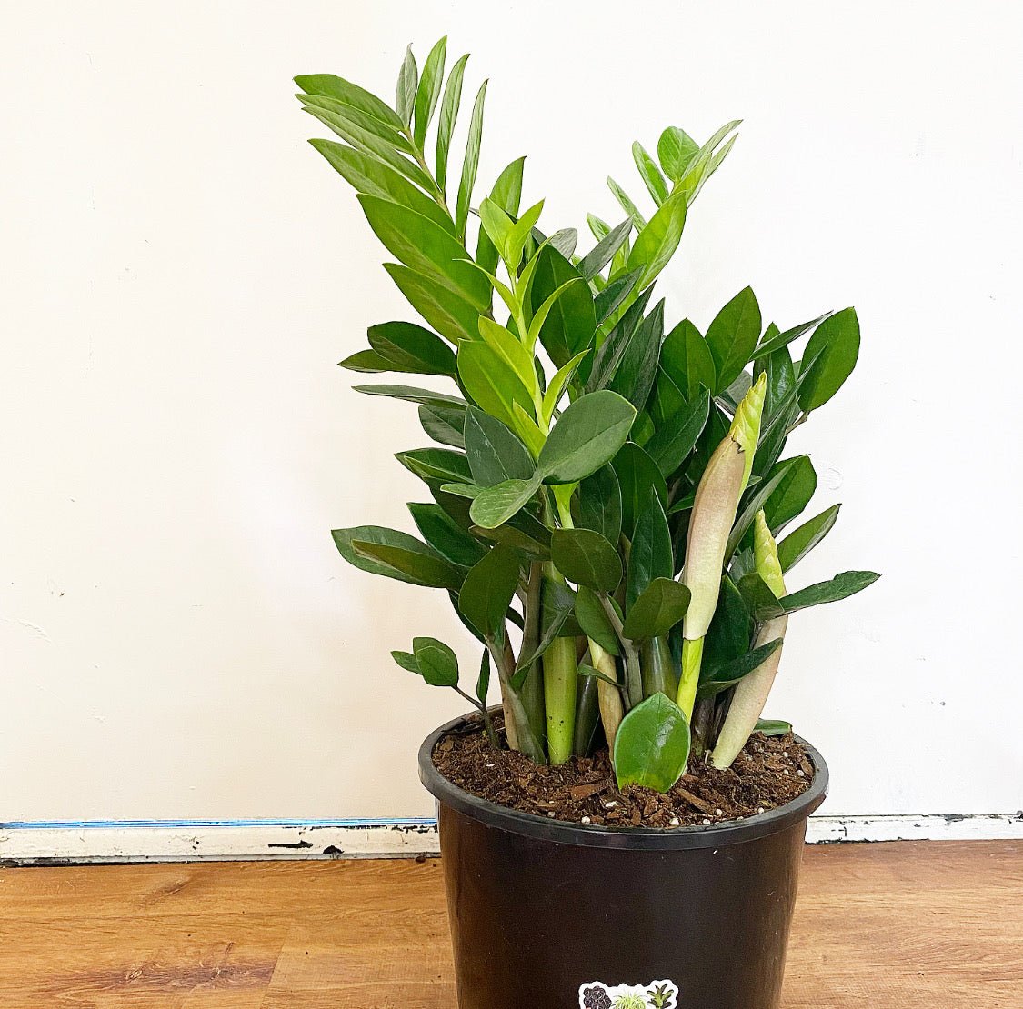 delray plants zz plant zamioculcas zamiifolia 中文 Zamioculcas zamiifolia (ZZ Plant) – The Plant Lady SF