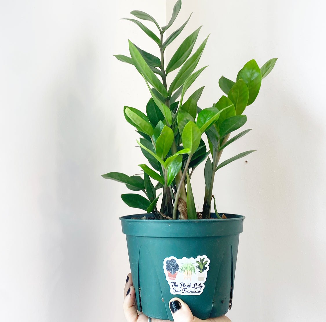 Zamioculcas zamiifolia (ZZ Plant) - The Plant Lady SF