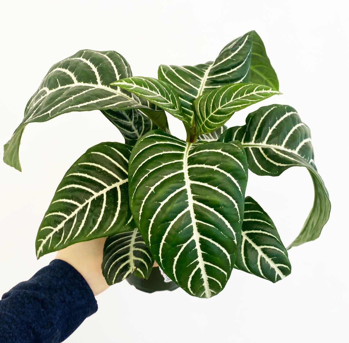 Zebra Plant (Aphelandra squarrosa) - The Plant Lady SF