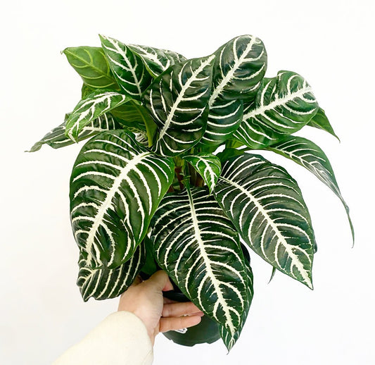 Zebra Plant (Aphelandra squarrosa) - The Plant Lady SF