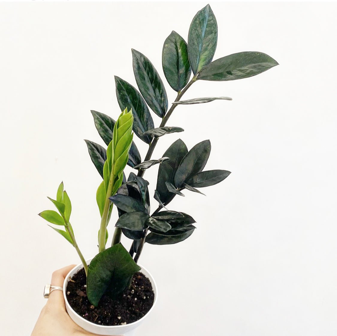 ZZ ‘Nova Star’ AKA "Super Nova" - The Plant Lady SF