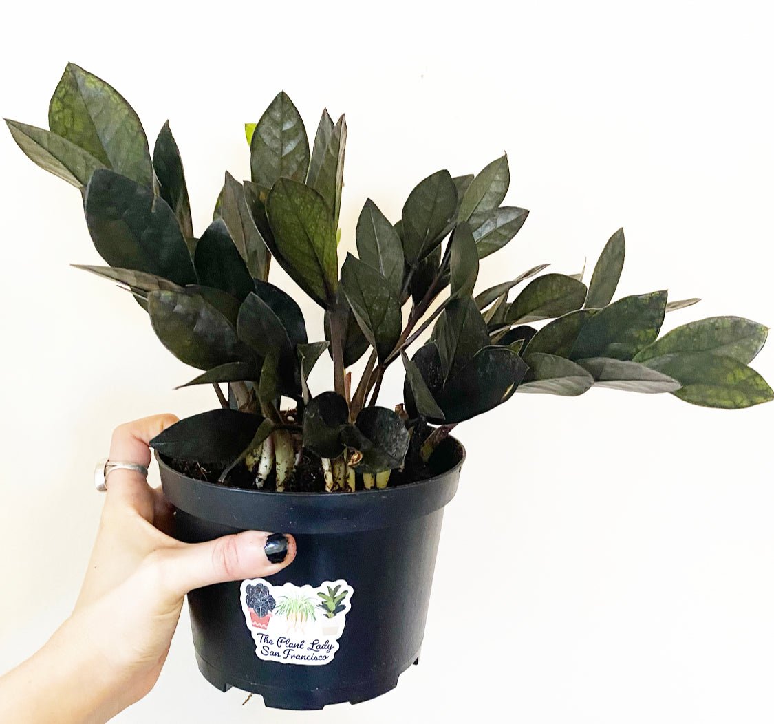 ZZ 'Raven' - The Plant Lady SF