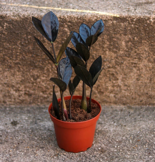 ZZ 'Raven' - The Plant Lady SF