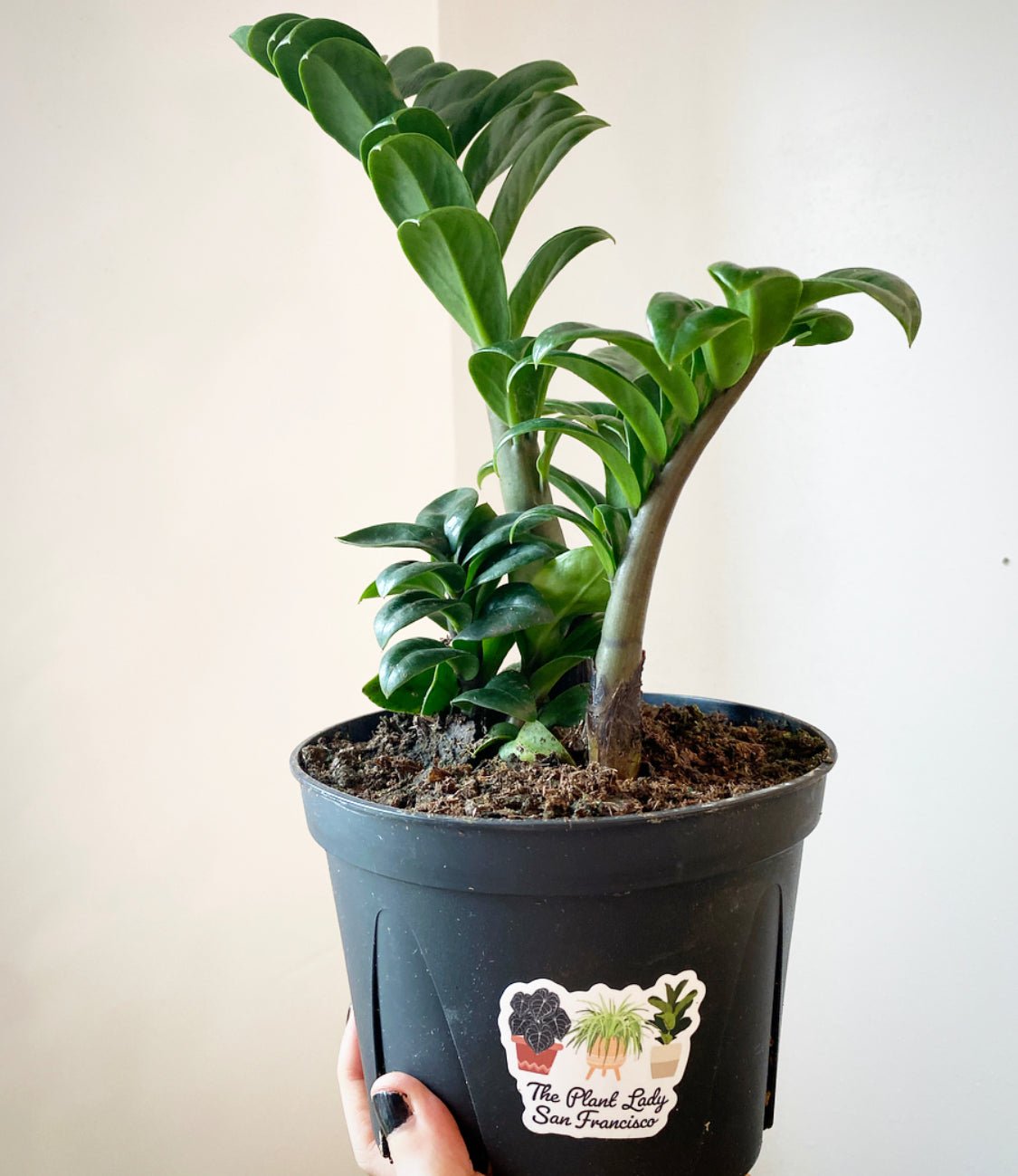 ZZ ‘Zenzi’ - The Plant Lady SF