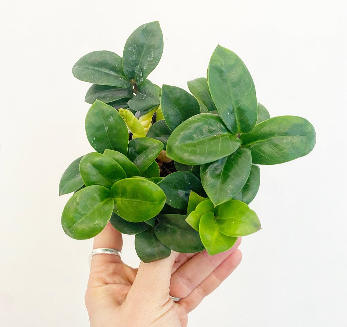 ZZ ‘Zenzi’ - The Plant Lady SF